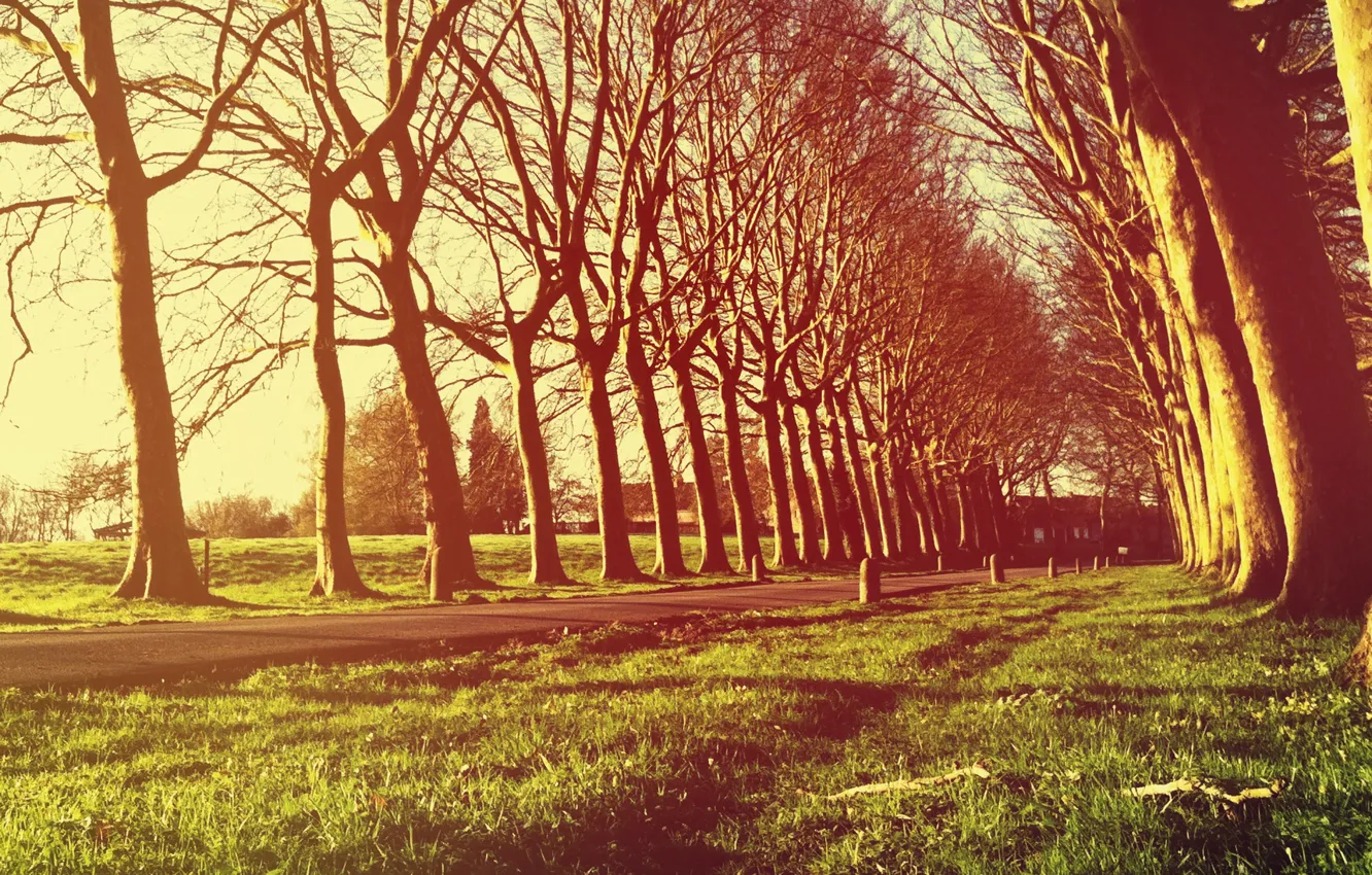 Photo wallpaper grass, light, trees, freshness, nature, village, Villa, the evening