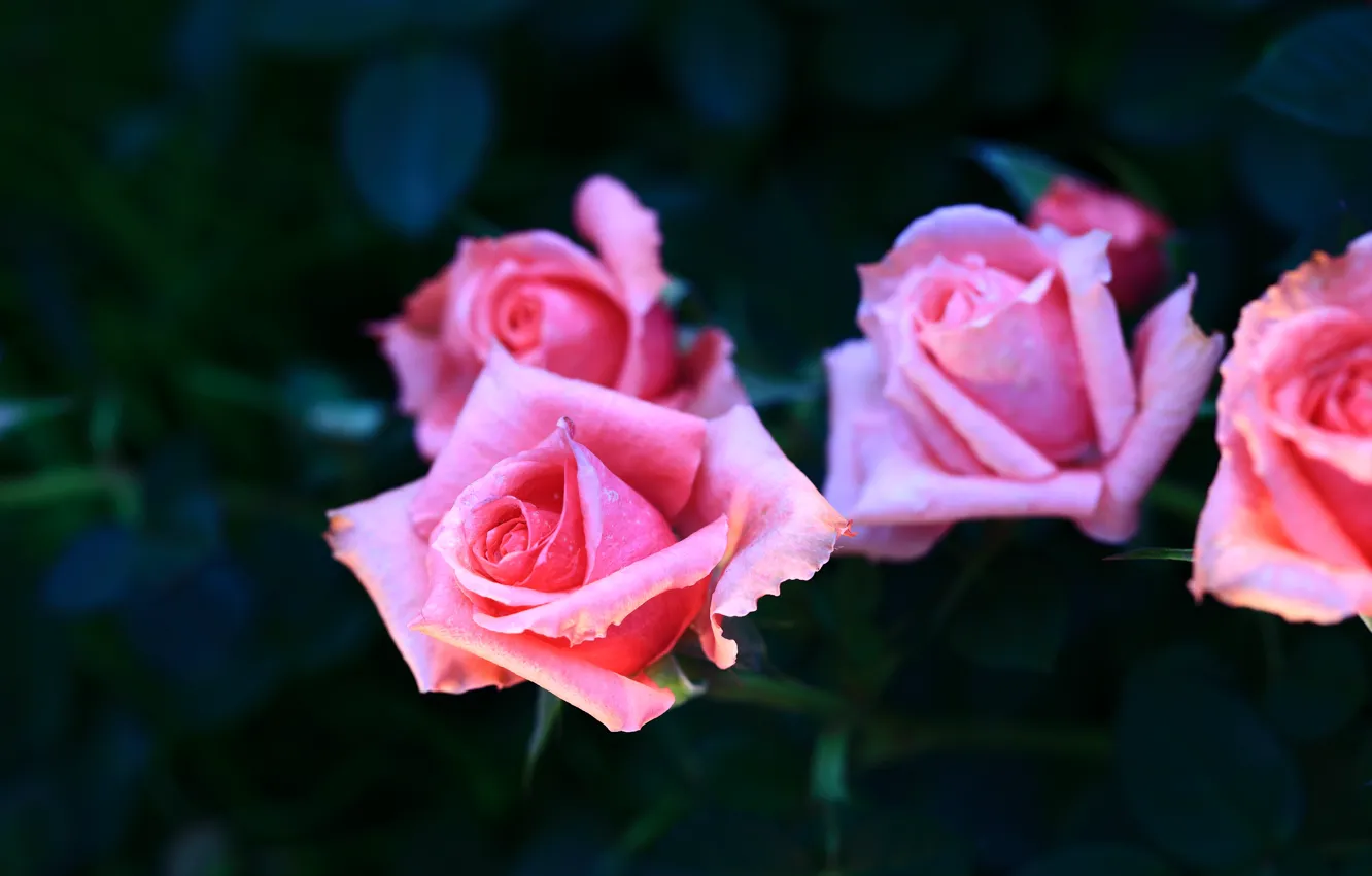 Photo wallpaper leaves, flowers, the dark background, roses, garden, pink, buds, rose Bush