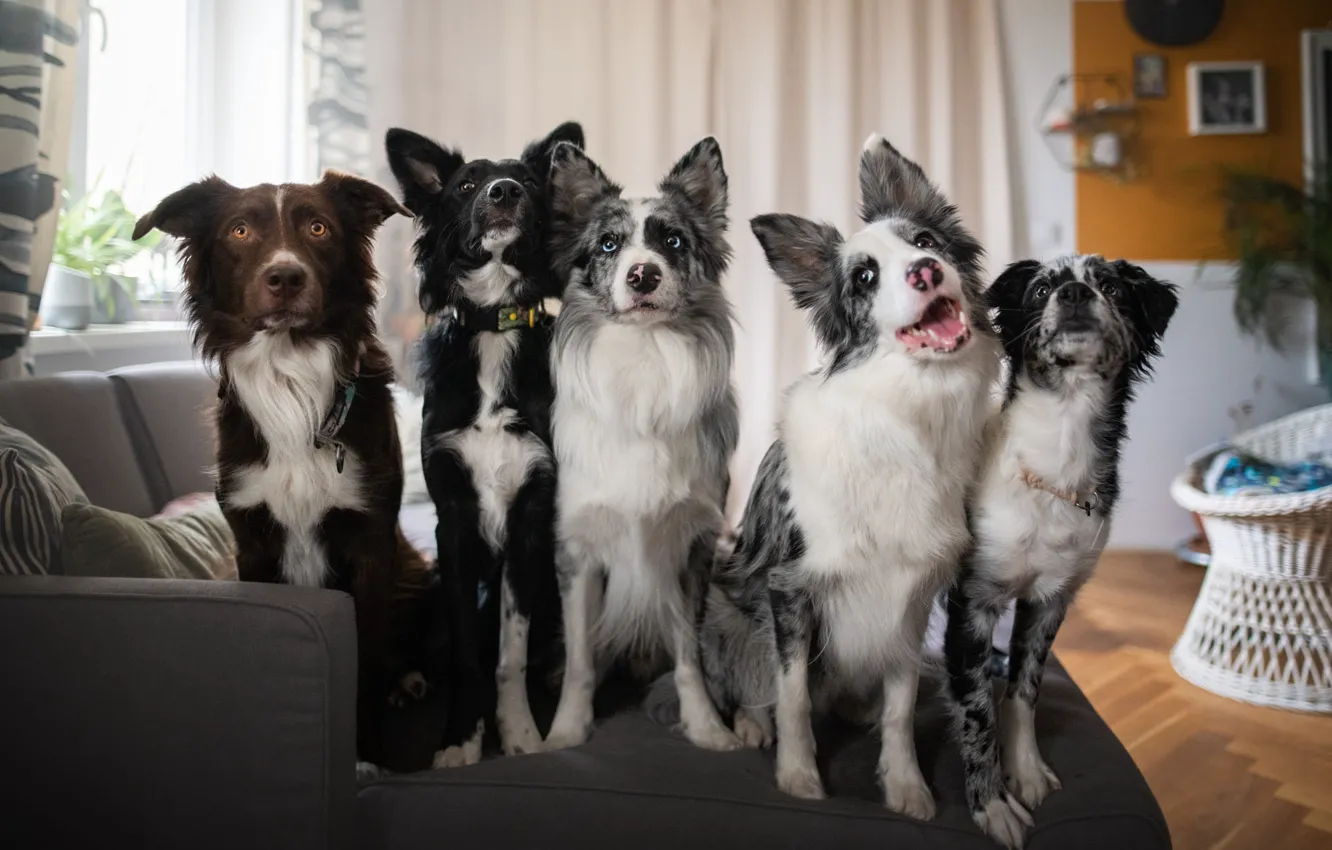 Photo wallpaper language, look, each, room, sofa, together, furniture, dog