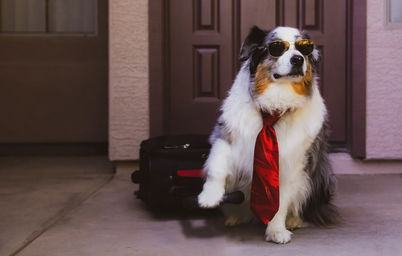 Photo wallpaper dog, the door, tie, suitcase, sunglasses, Aussie