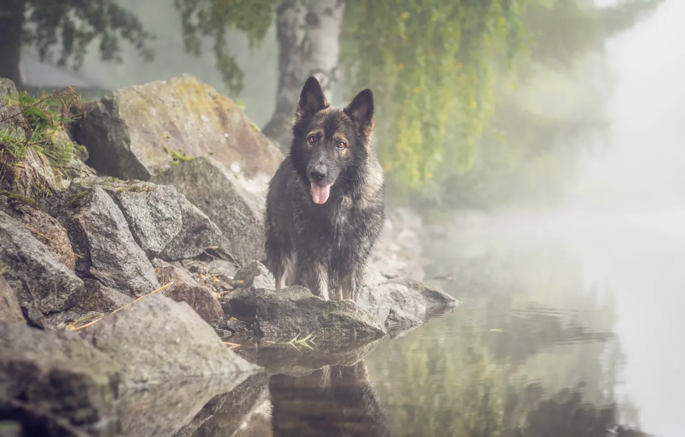 Photo wallpaper look, fog, lake, each, dog