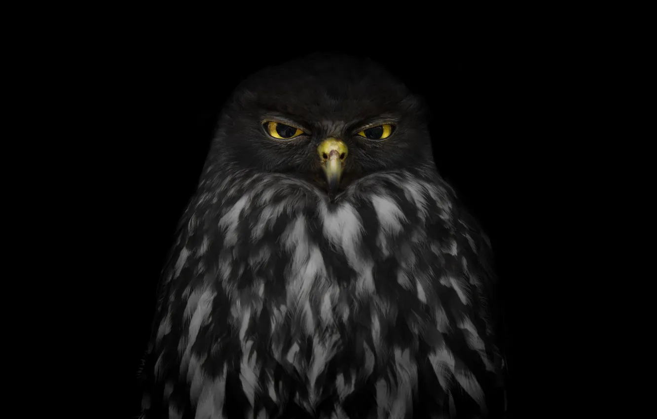 Photo wallpaper look, owl, black background
