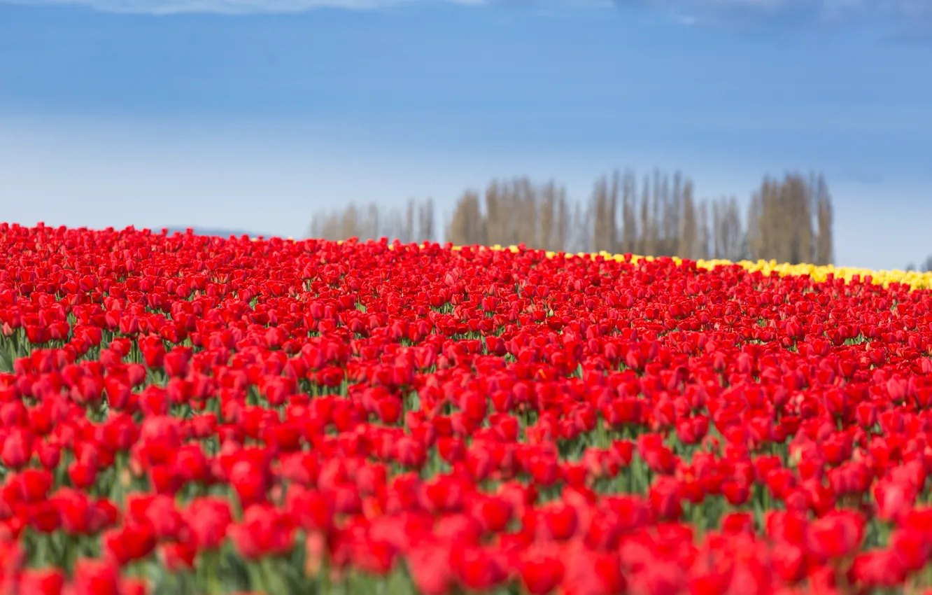 Photo wallpaper field, the sky, tulips, red, plantation