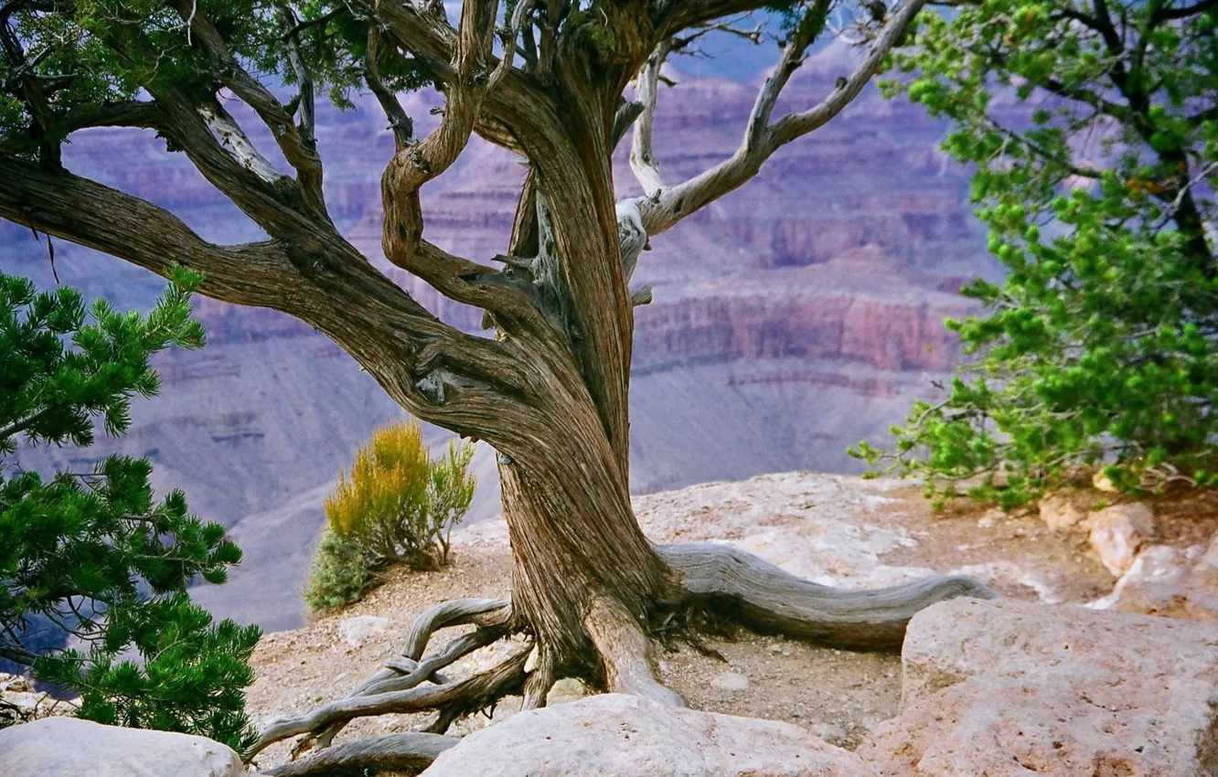 Photo wallpaper rock, nature, tree