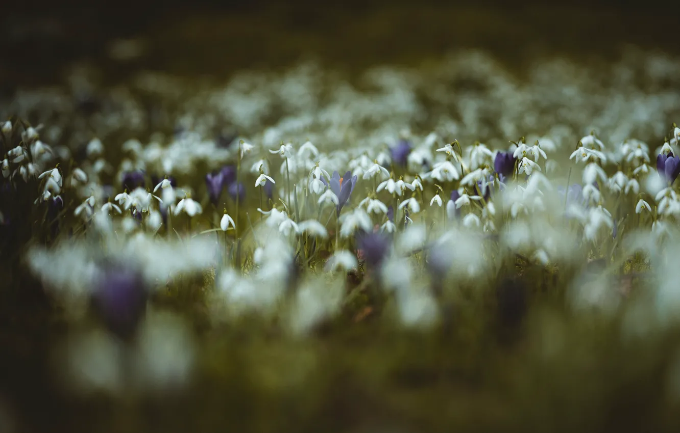 Photo wallpaper grass, flowers, glade, blur, spring, purple, crocuses, white