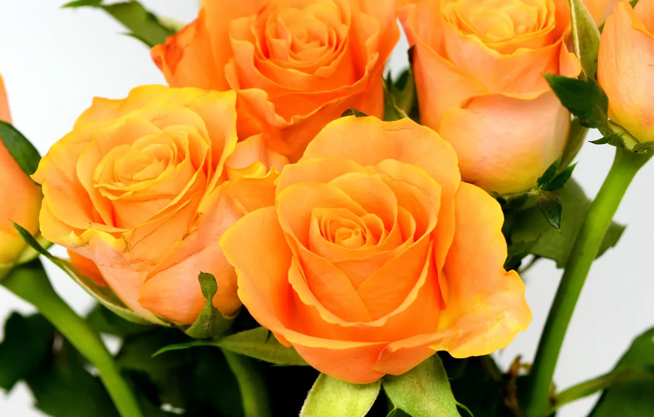 Photo wallpaper flowers, roses, bouquet, orange