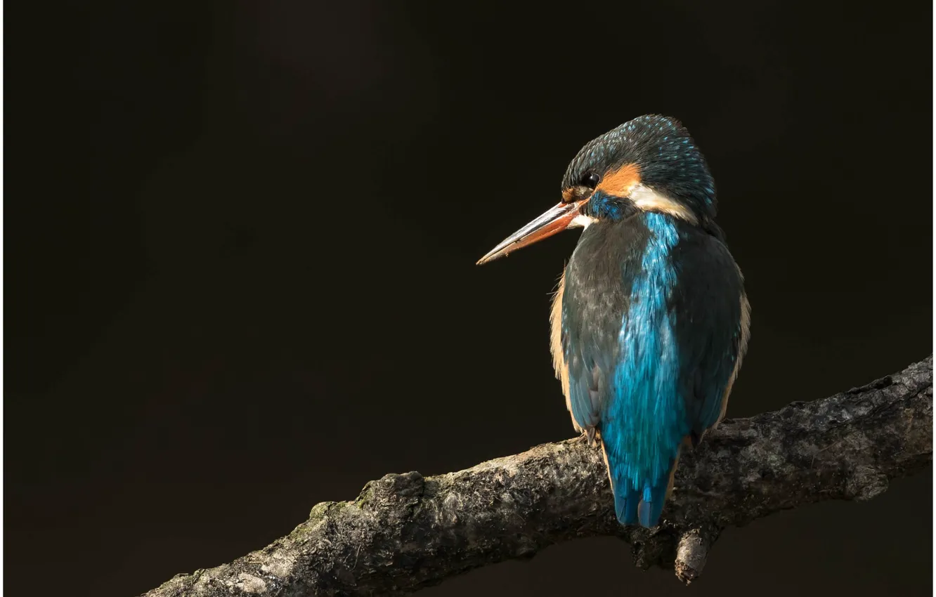 Photo wallpaper branches, bird, black background, Kingfisher