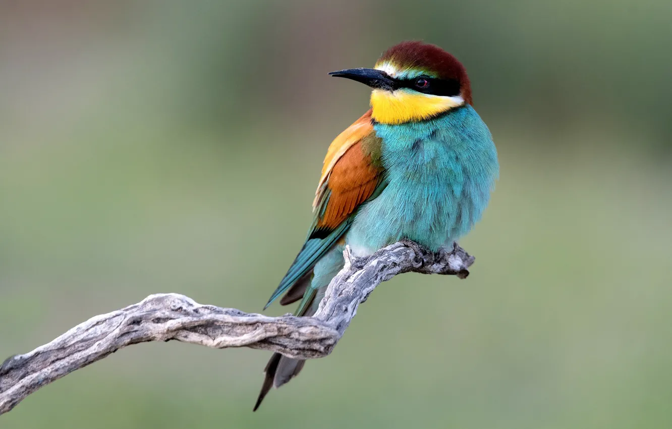 Photo wallpaper branches, bird, European bee-eater
