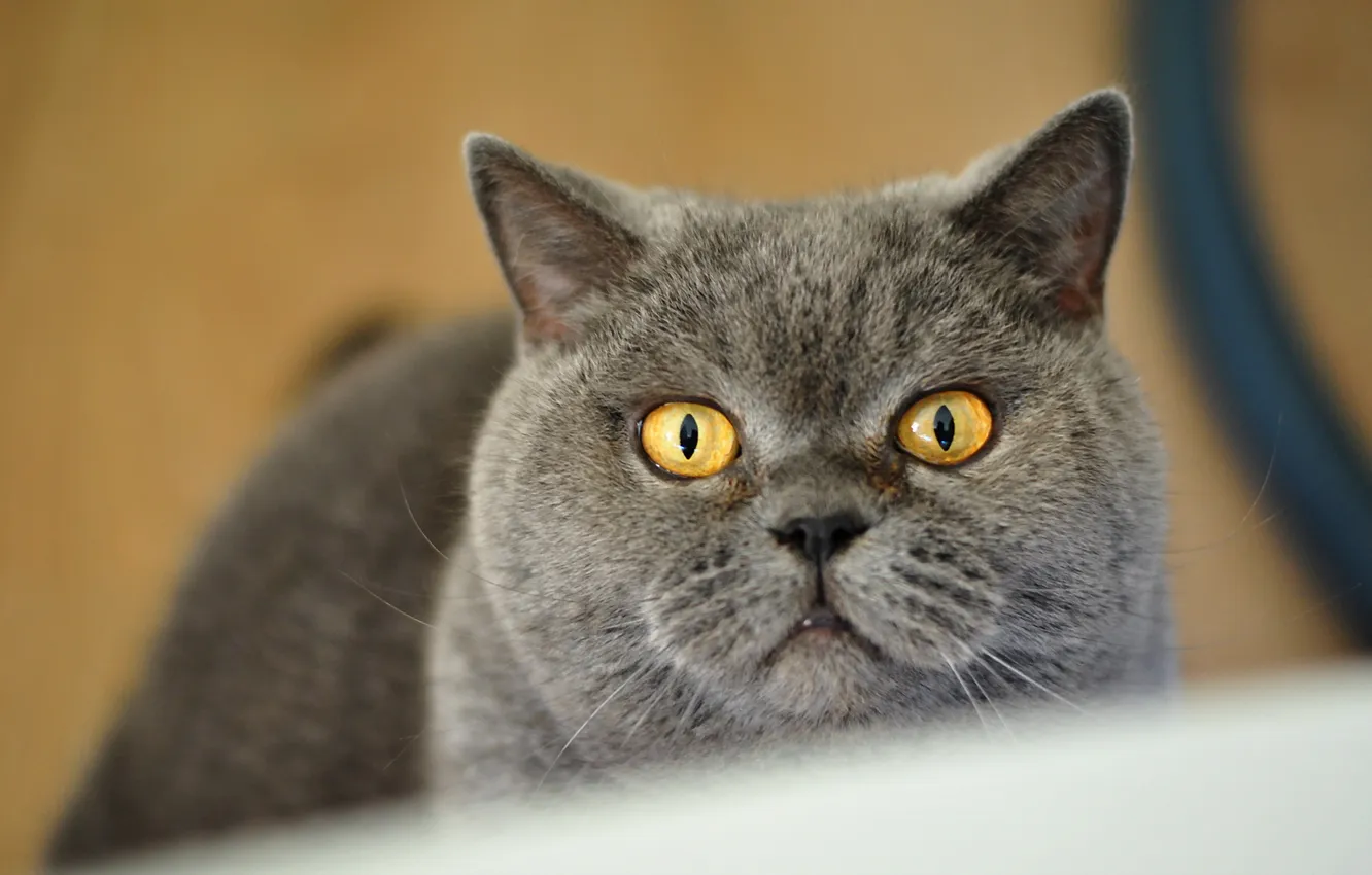 Photo wallpaper cat, look, background