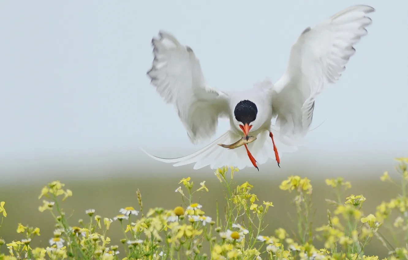Photo wallpaper fish, flight, flowers, bird, wings, mining, catch, Tern
