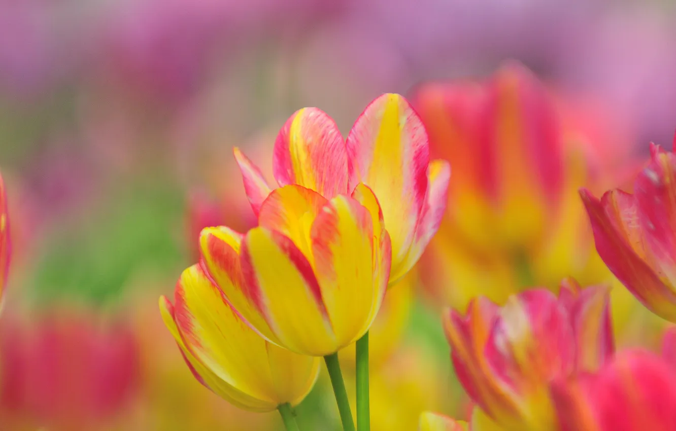 Photo wallpaper nature, petals, garden, meadow, tulips