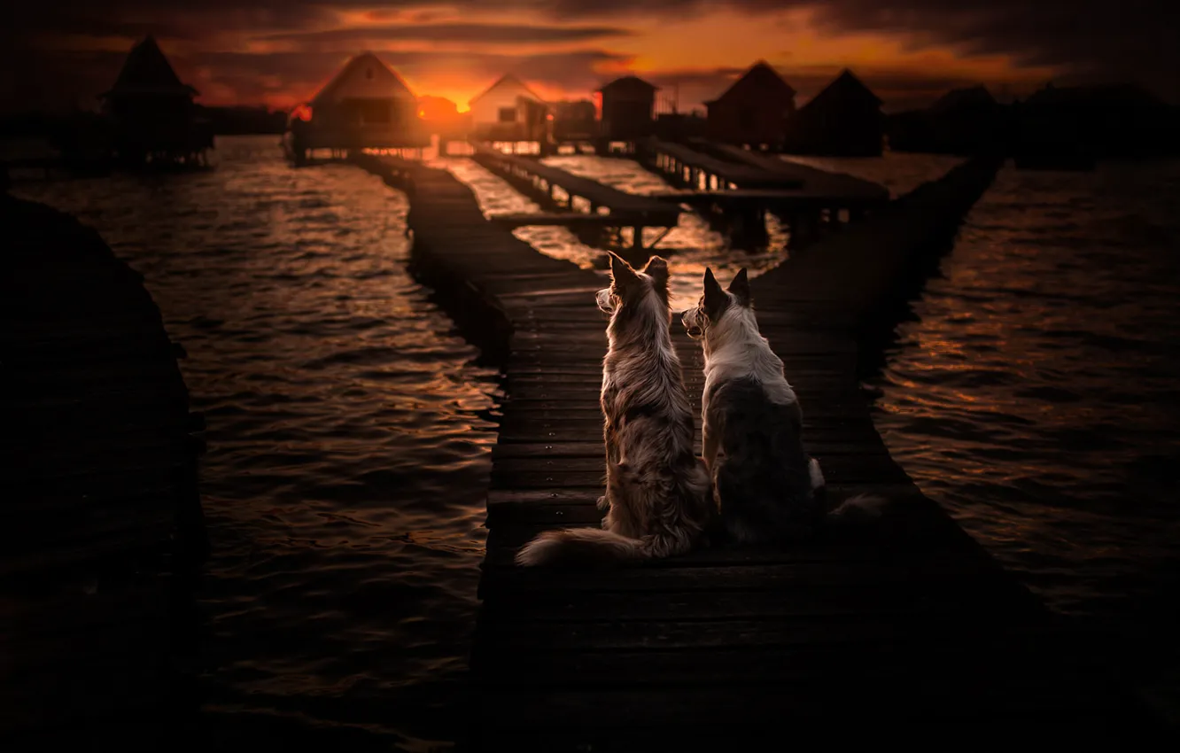 Photo wallpaper sea, sunset, dog, pair, bridges, two dogs, the border collie
