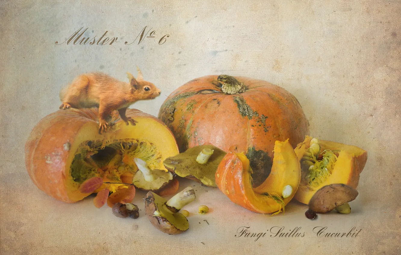Photo wallpaper leaves, mushrooms, protein, pumpkin, boletus, Botanical album
