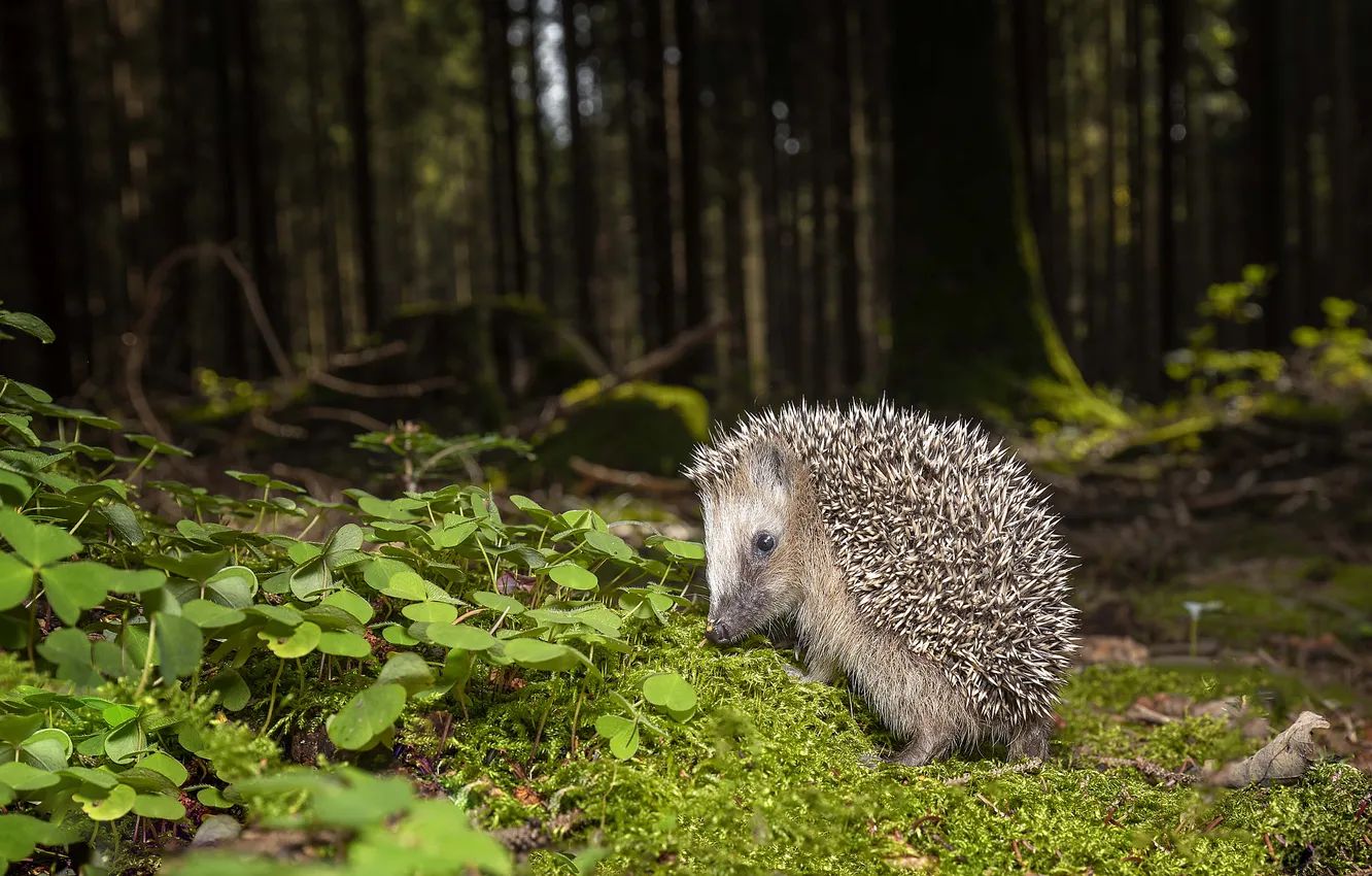 Photo wallpaper greens, forest, look, leaves, trees, nature, glade, moss