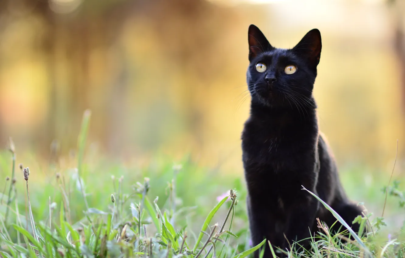 Photo wallpaper cat, grass, cat, look, face, nature, pose, black