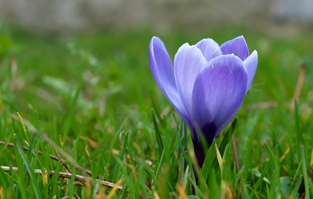 Photo wallpaper grass, macro, flowers, blue, spring, crocuses, primrose