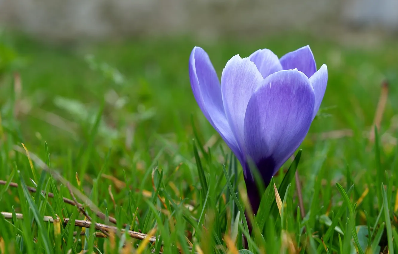 Photo wallpaper flower, grass, macro, blue, spring, primrose, Krokus