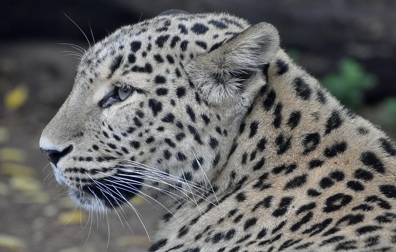 Photo wallpaper face, predator, leopard, profile, Persian