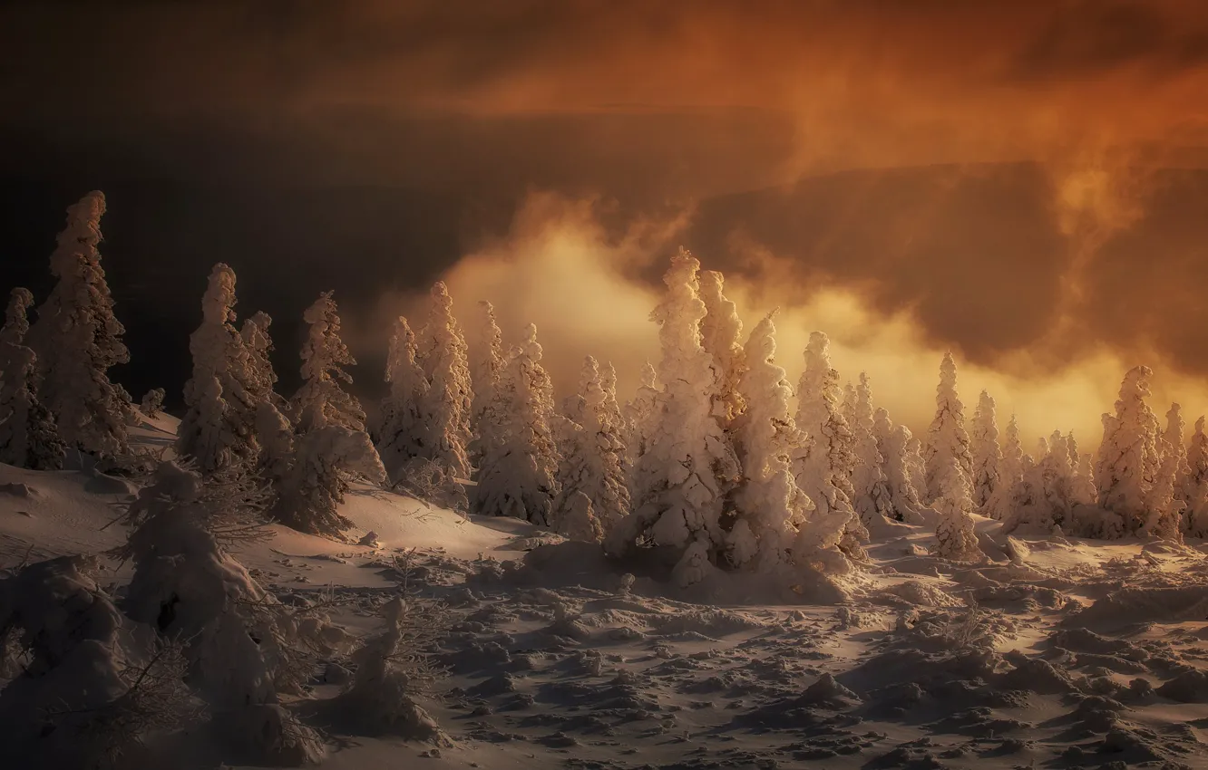 Photo wallpaper winter, forest, light, snow, sunset, mountains, fog, in the snow