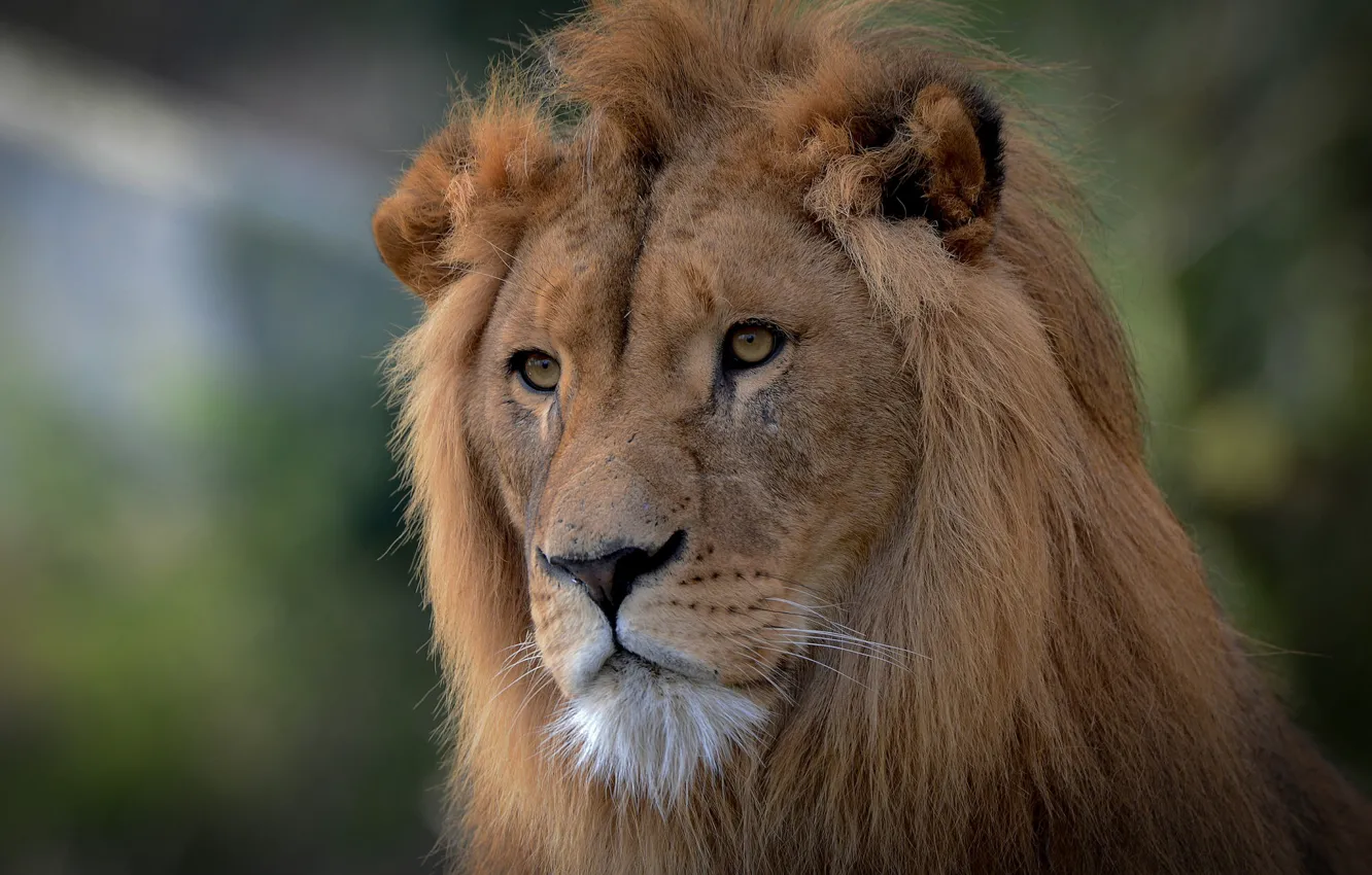 Photo wallpaper look, face, portrait, Leo, mane, the king of beasts, wild cat