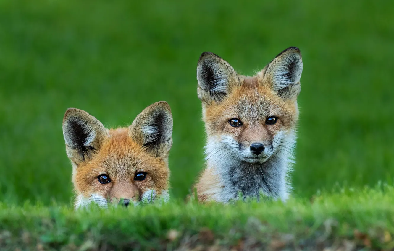 Photo wallpaper greens, grass, pair, Fox, kids, a couple, two, faces