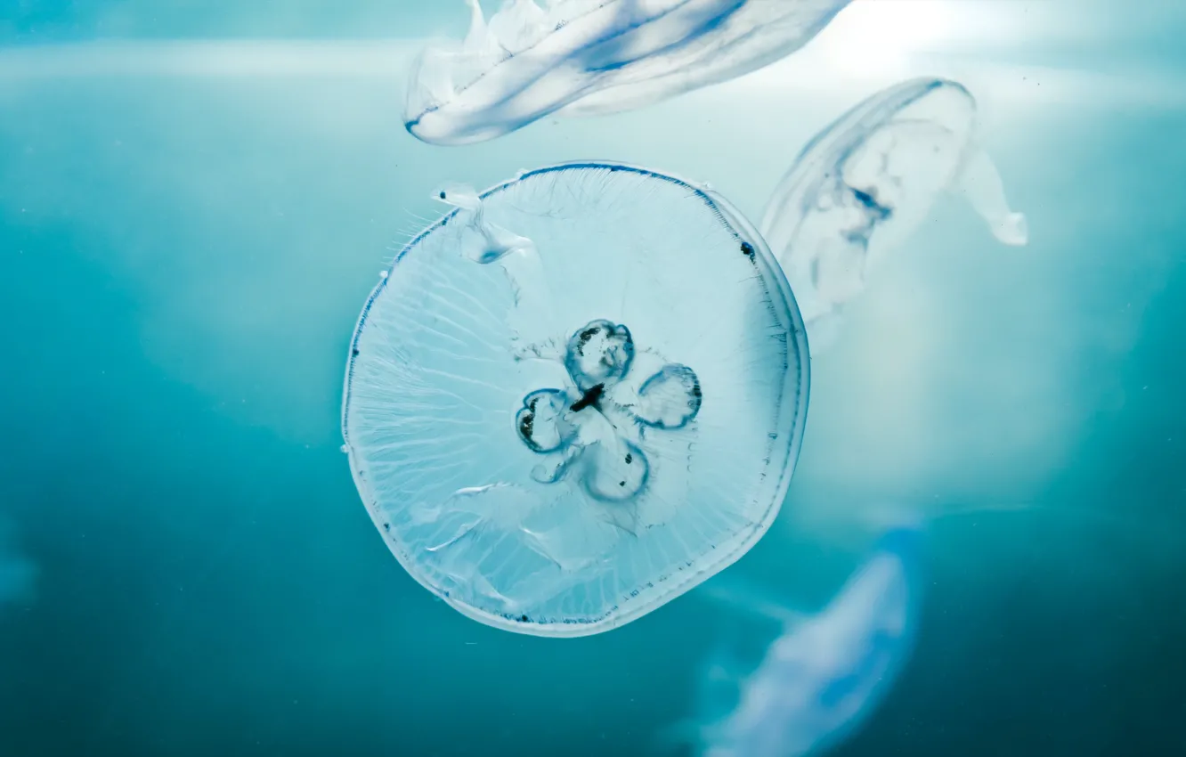 Photo wallpaper water, jellyfish, transparency
