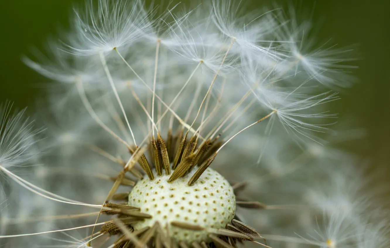 Photo wallpaper flowers, dandelion, the wind, seeds