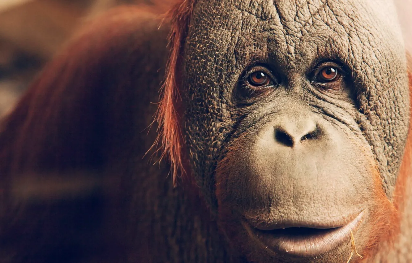 Photo wallpaper eyes, animal, monkey, animals, eyes, Monkey, Orangutan, orang-outang