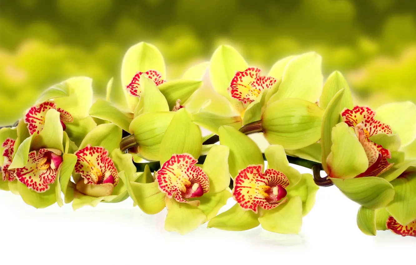 Photo wallpaper macro, flowers, photo, orchids