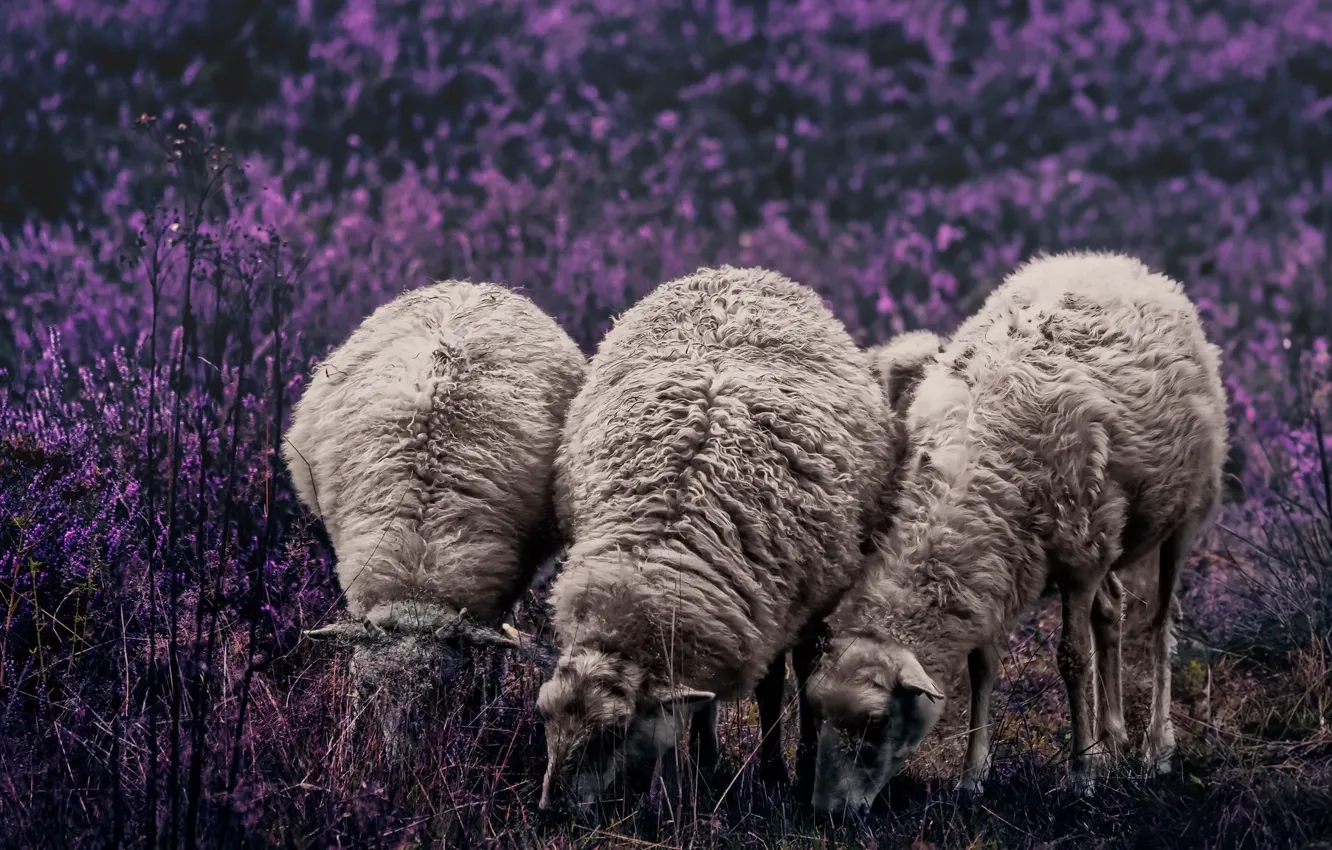 Photo wallpaper summer, nature, sheep