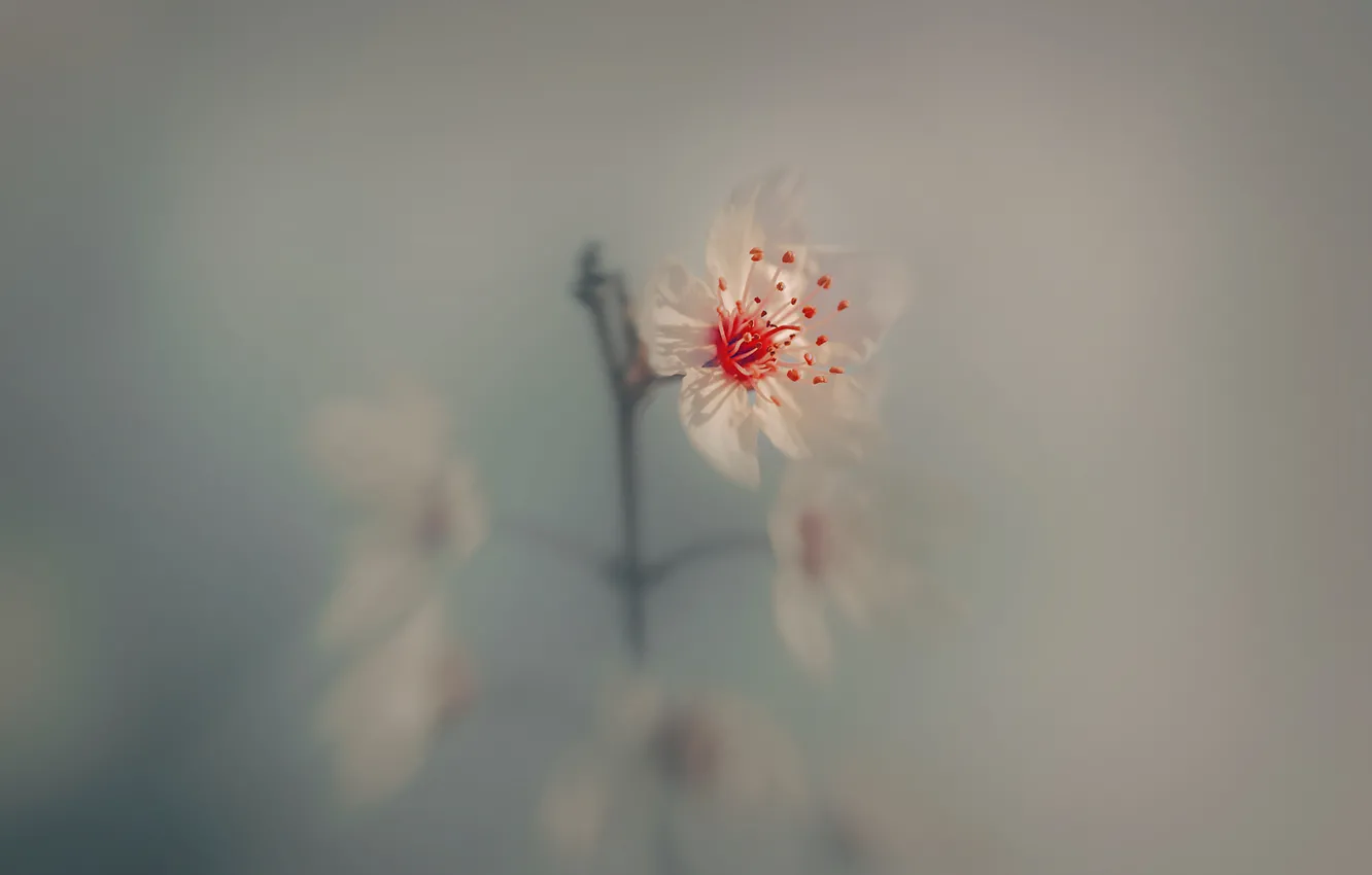 Photo wallpaper branches, nature, background