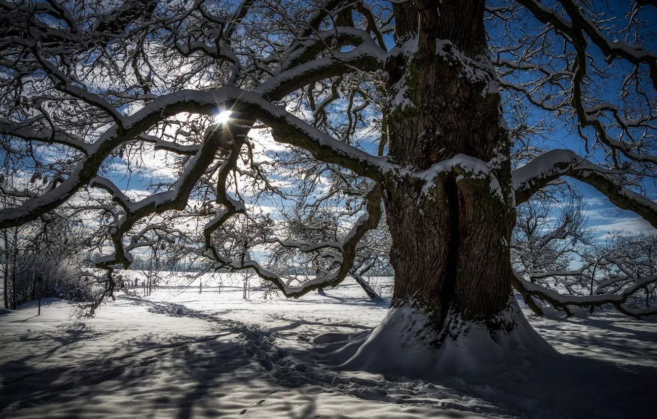 Photo wallpaper winter, the sun, light, snow, branches, nature, tree
