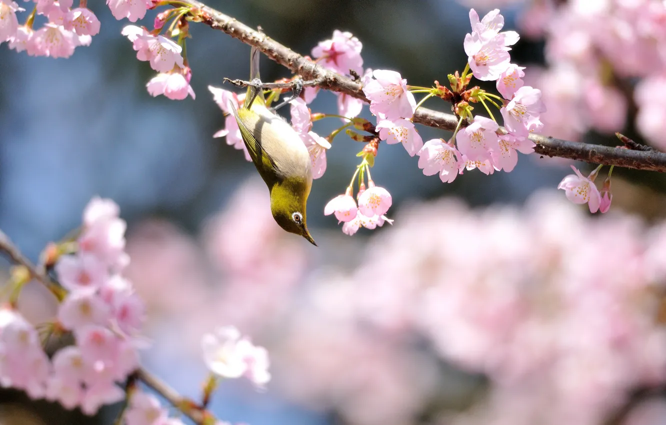 Photo wallpaper flowers, tree, bird, spring, Sunny, flowering, yellow