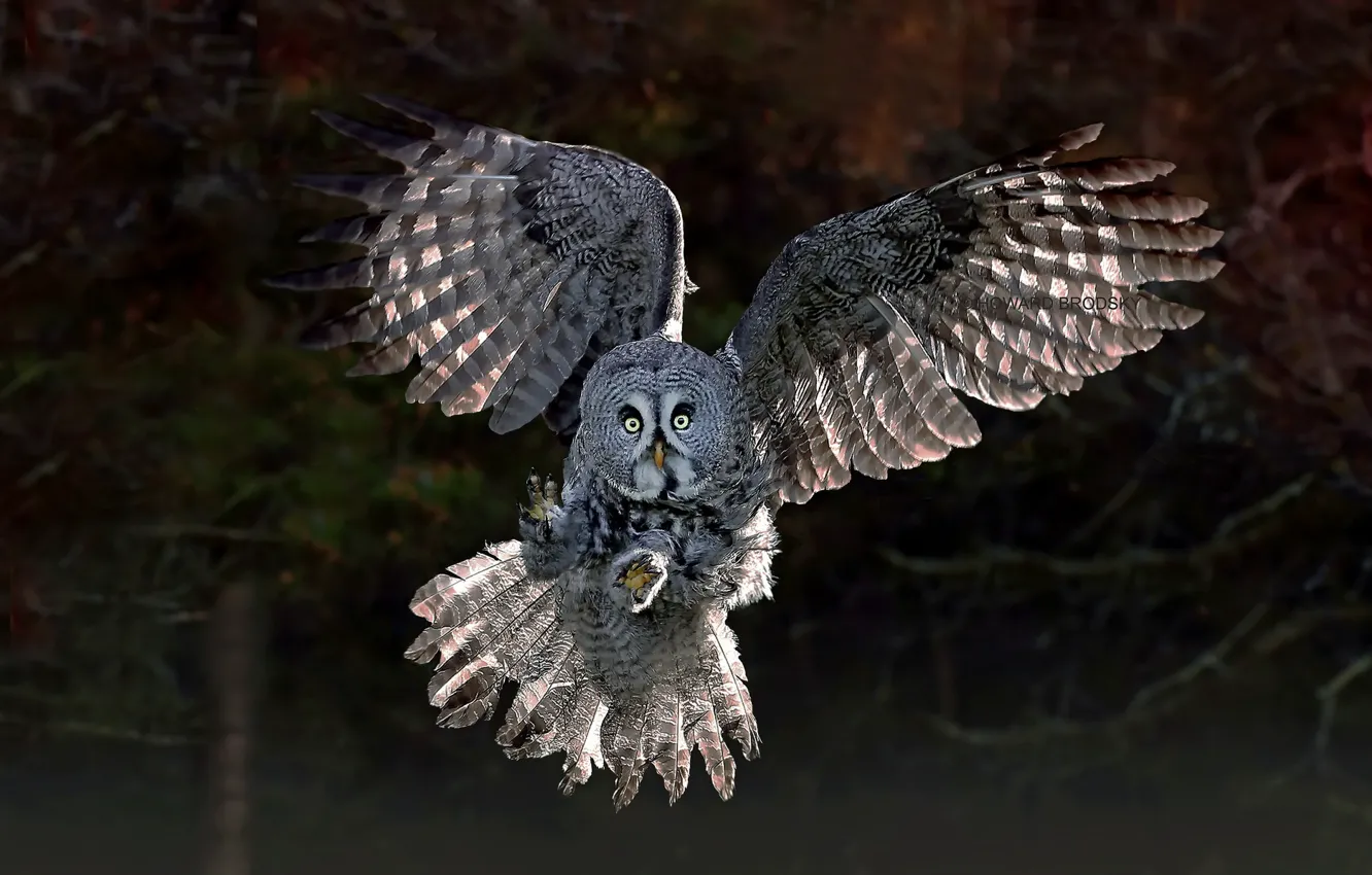 Photo wallpaper nature, owl, bird