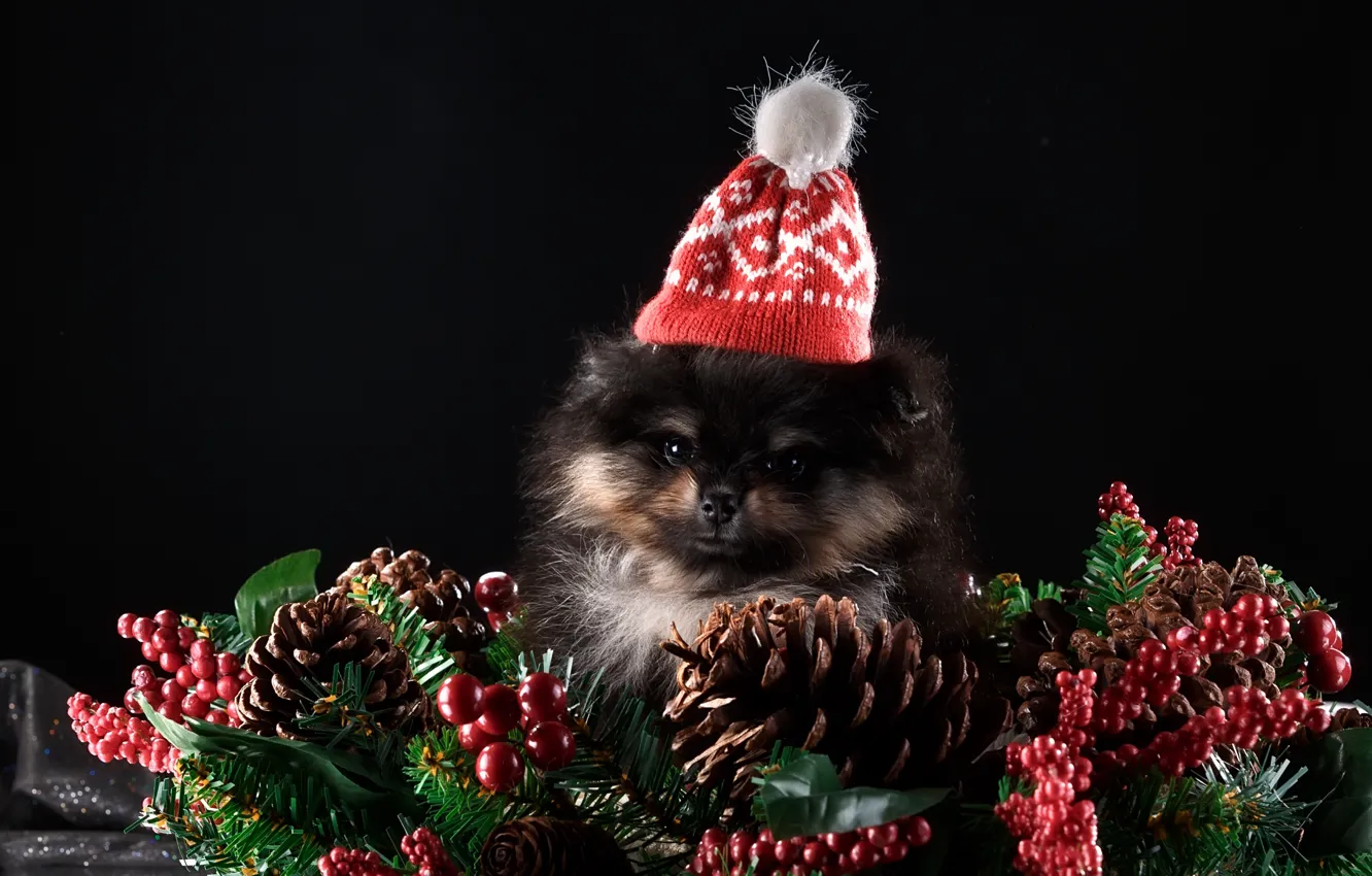 Photo wallpaper new year, puppy, cap, decor, Spitz