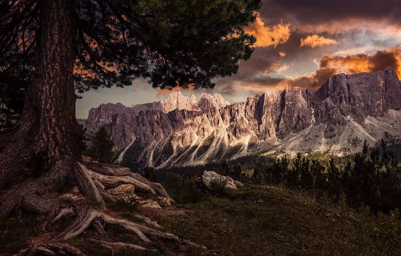 Photo wallpaper forest, clouds, trees, mountains, roots, stones, rocks, branch