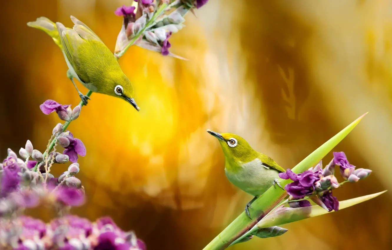 Photo wallpaper flowers, nature, bird, pair, Taiwan, white-eyed, FuYi Chen, white eye