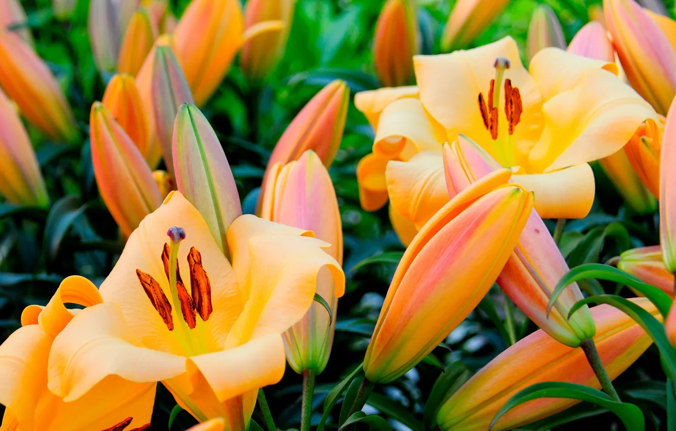 Photo wallpaper flowers, Lily, flowering, a lot