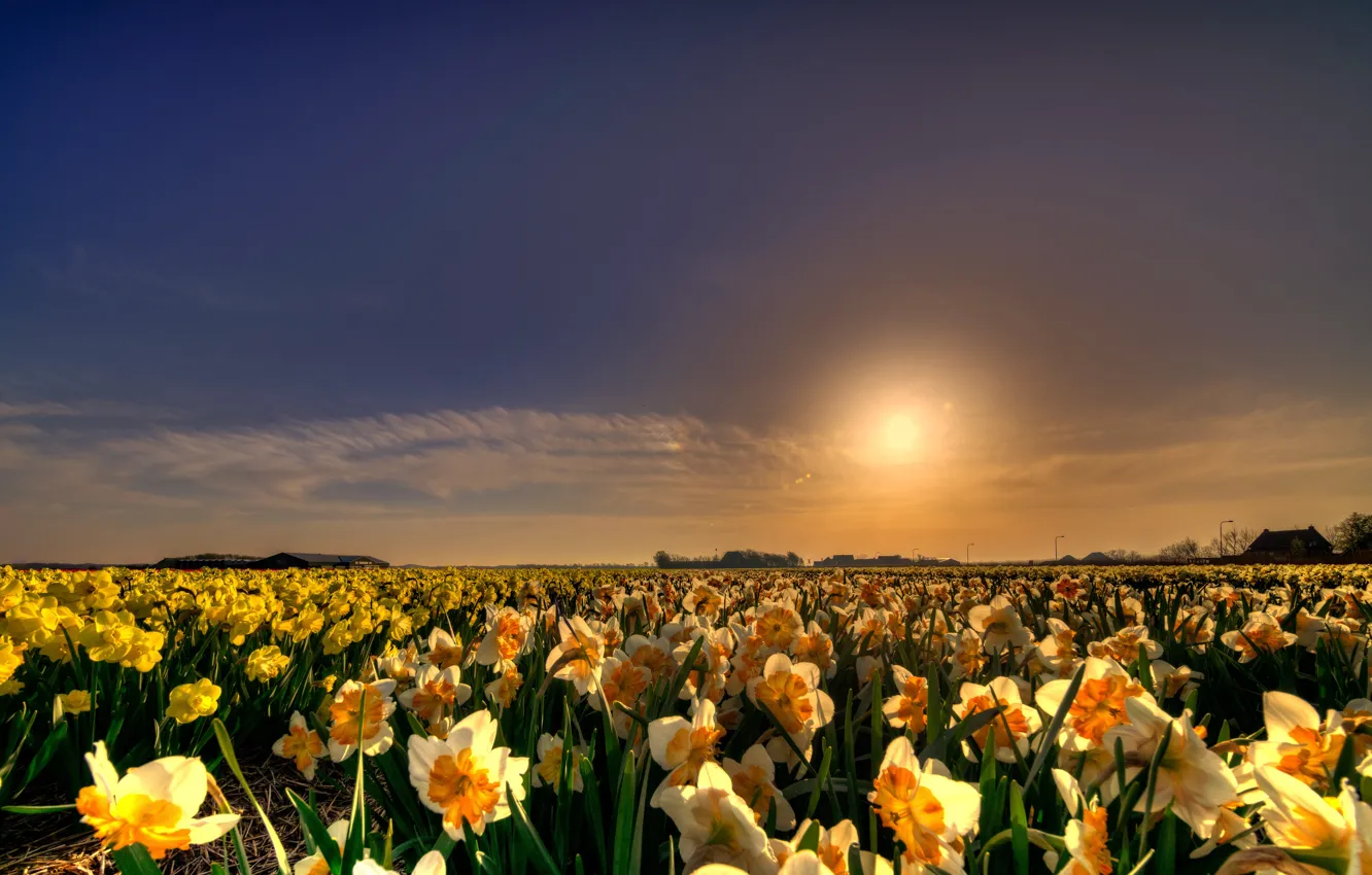 Photo wallpaper field, the sky, the sun, clouds, light, sunset, flowers, yellow