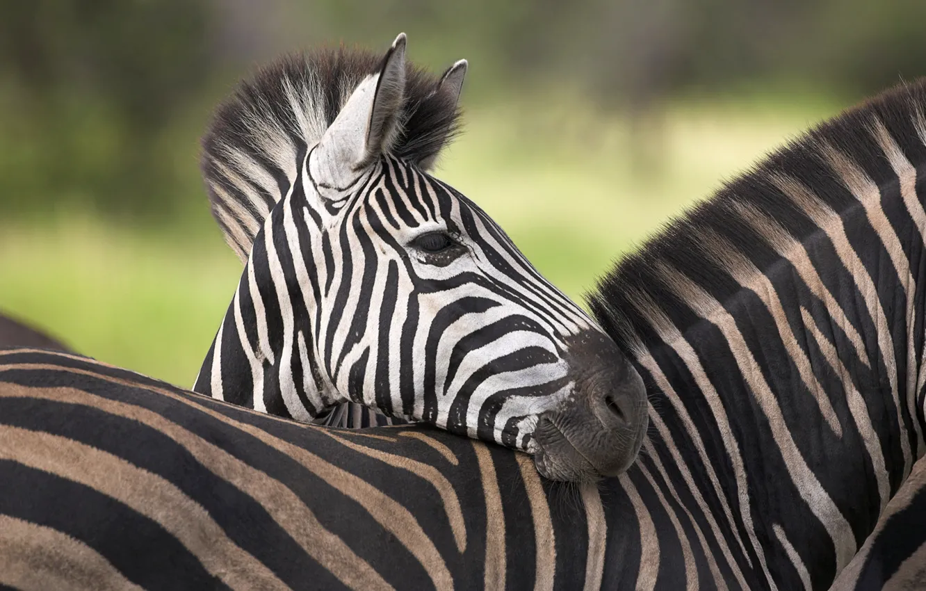 Photo wallpaper Zebra, Africa, Savana