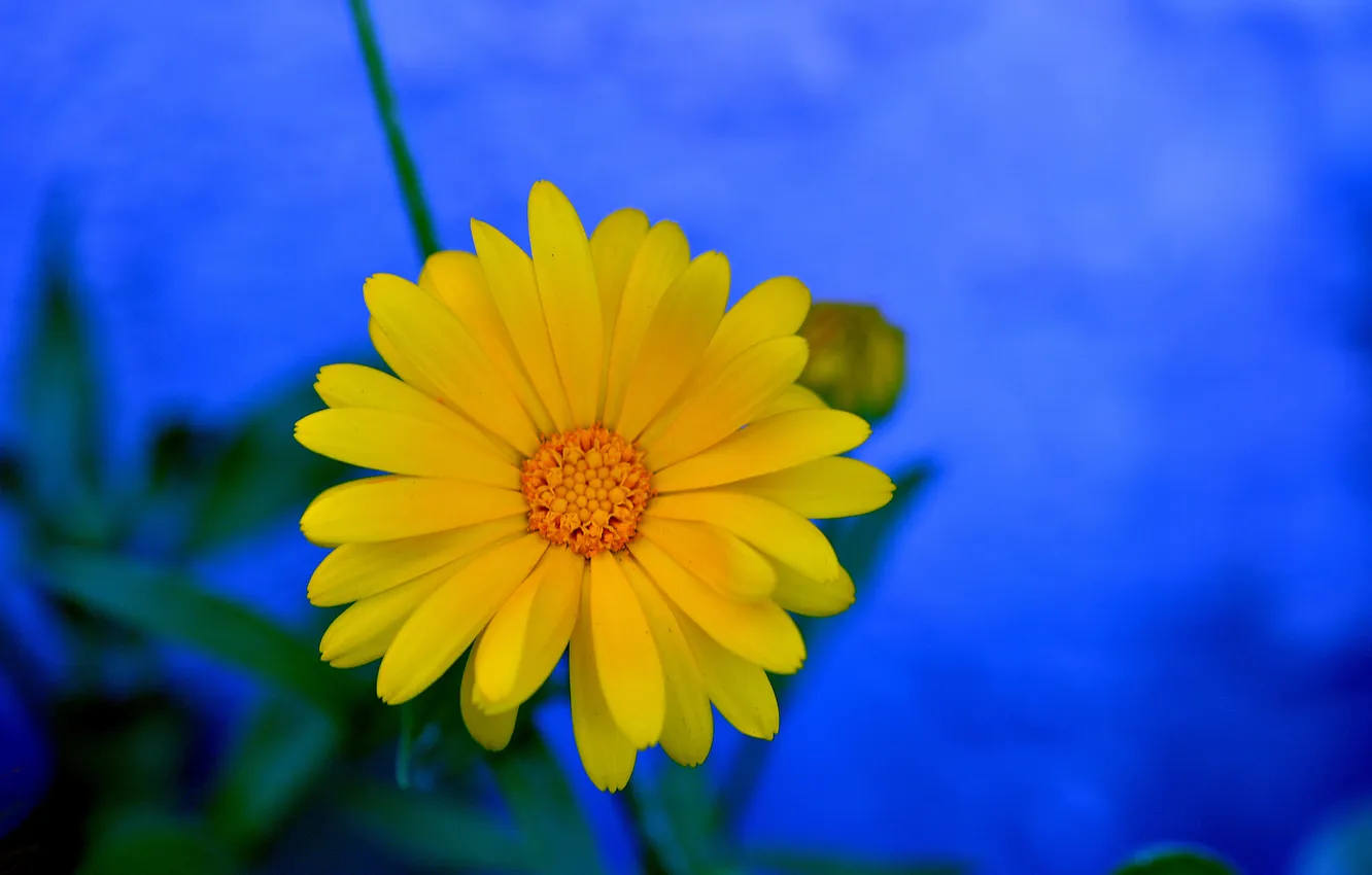 Photo wallpaper leaves, macro, nature, petals