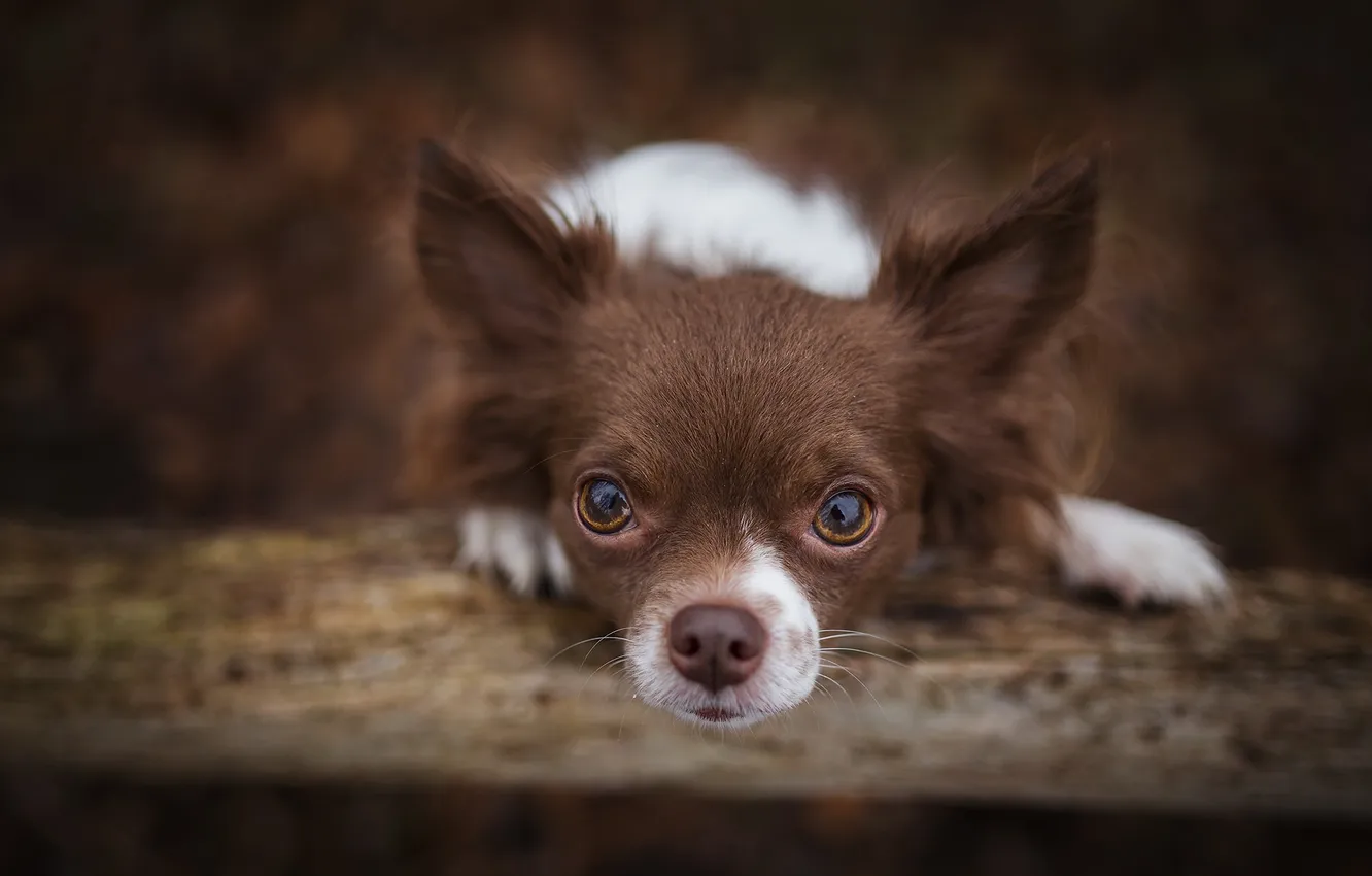 Photo wallpaper look, each, dog