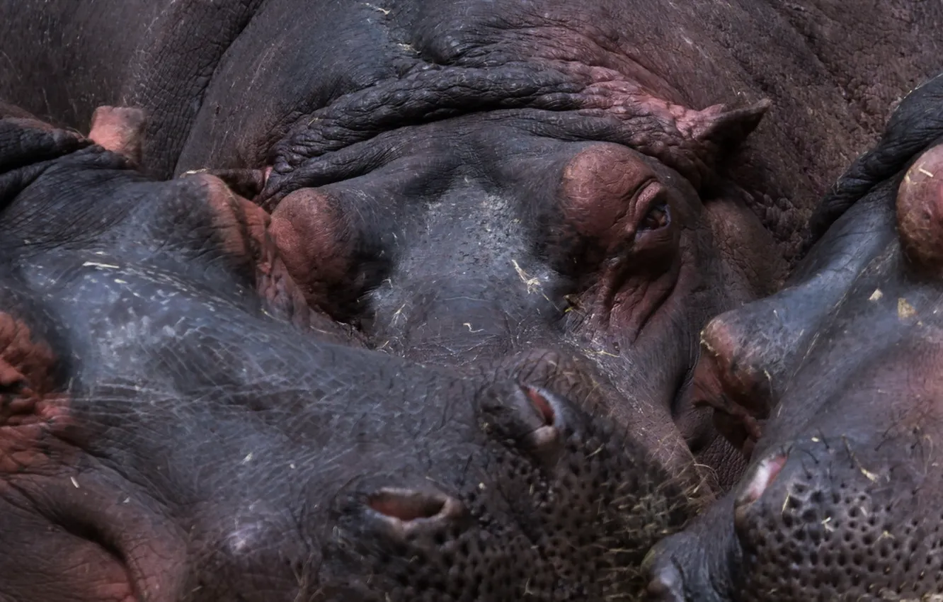 Photo wallpaper macro, nature, Hippo