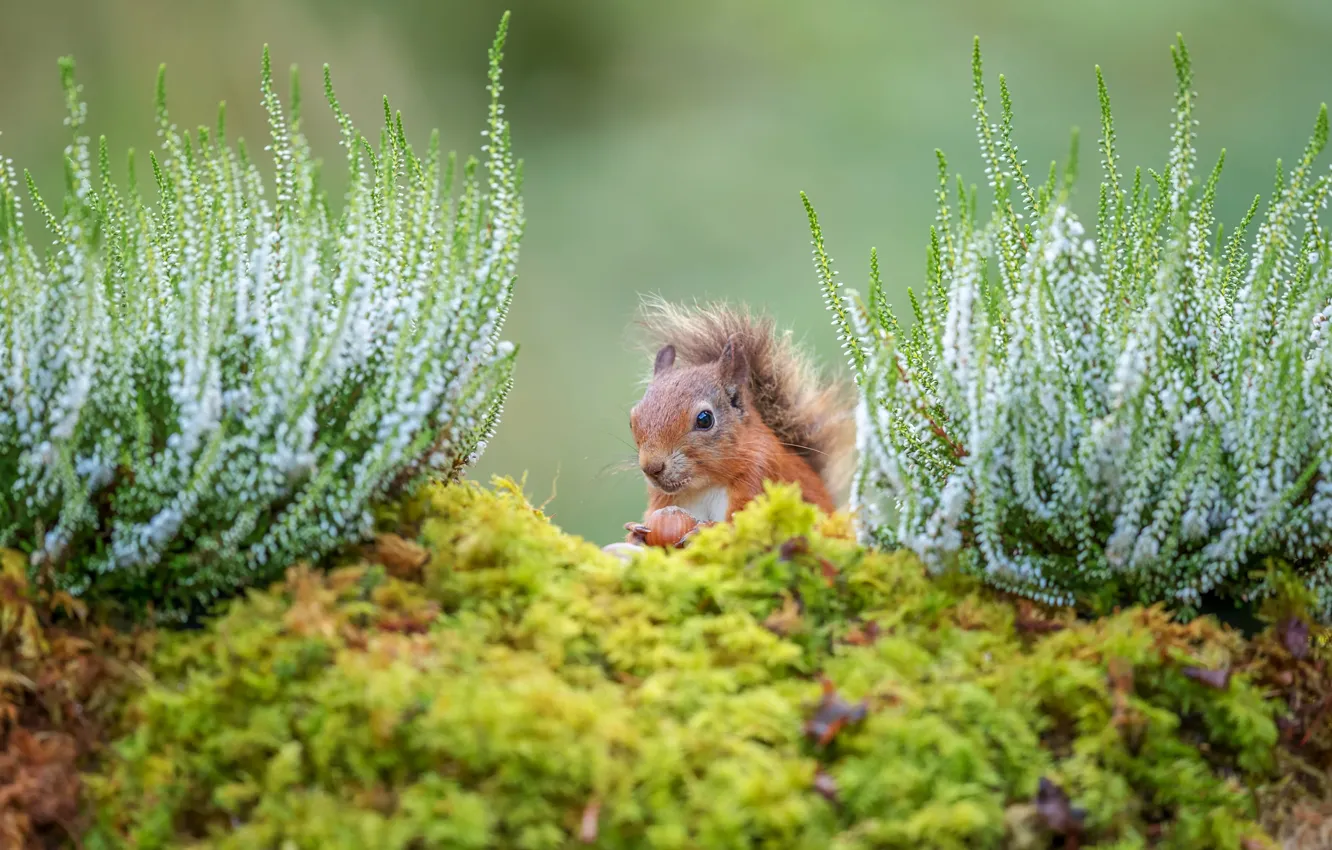 Photo wallpaper flowers, glade, moss, protein, muzzle, nuts, bokeh, Peeps