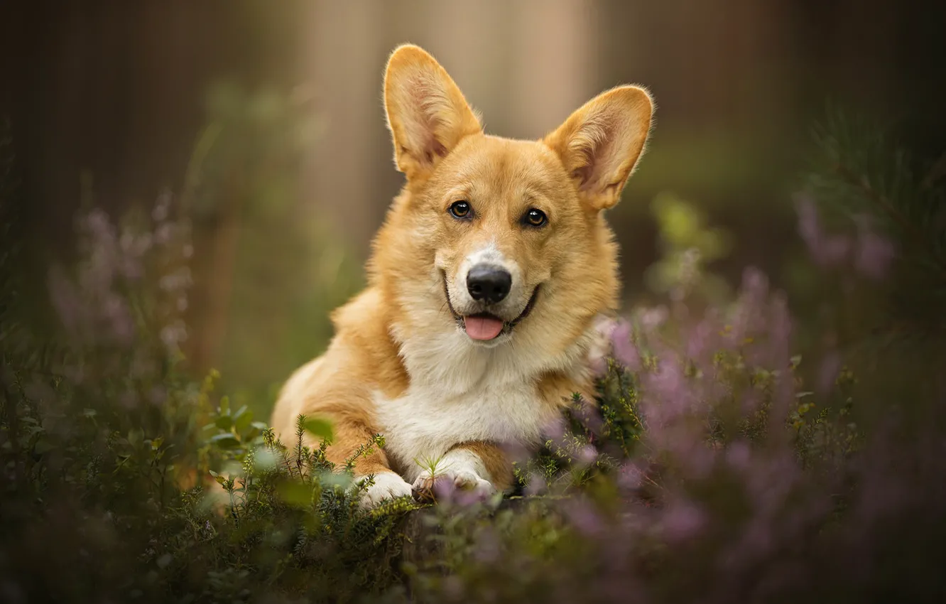 Photo wallpaper dog, ears, bokeh, Capper