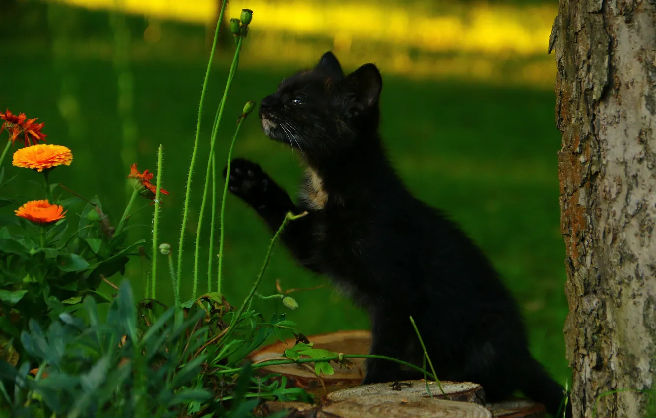 Photo wallpaper grass, black, kitty, sniffing