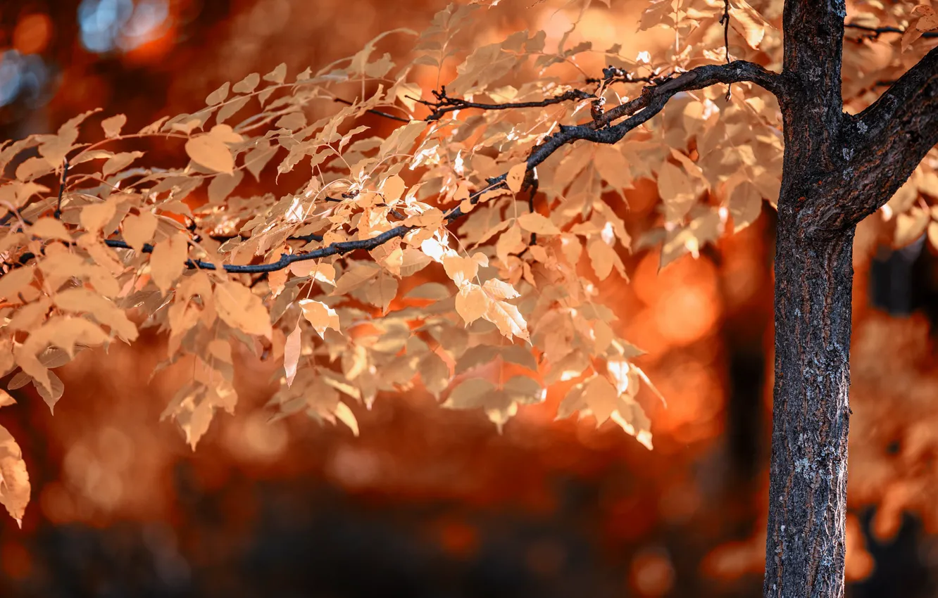Photo wallpaper leaves, nature, tree