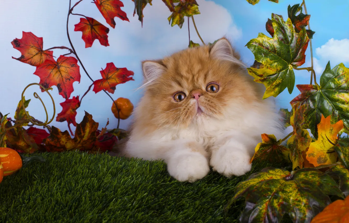 Photo wallpaper cat, look, leaves, kitty, fluffy, baby, red, muzzle