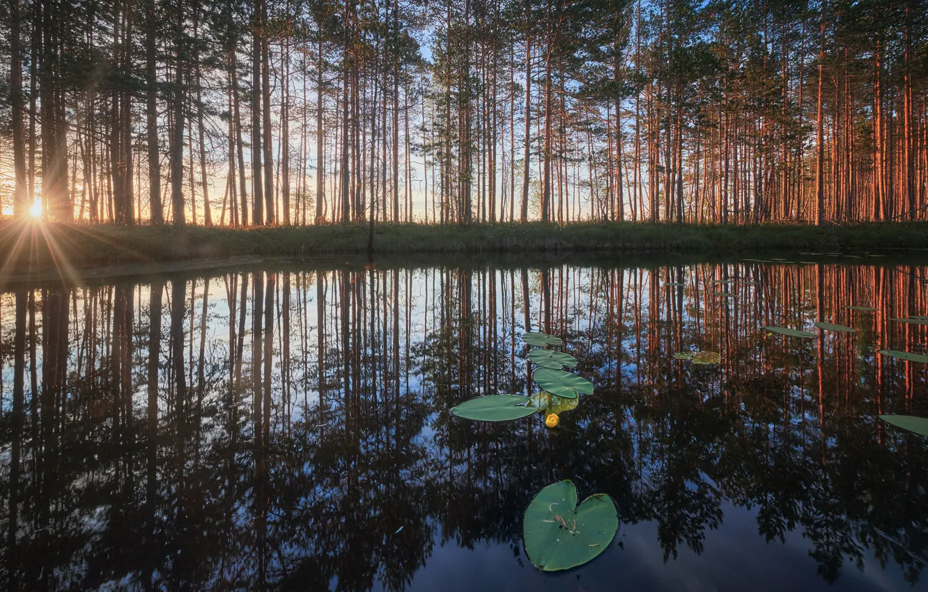 Photo wallpaper forest, leaves, the sun, trees, flowers, lake, pond, reflection