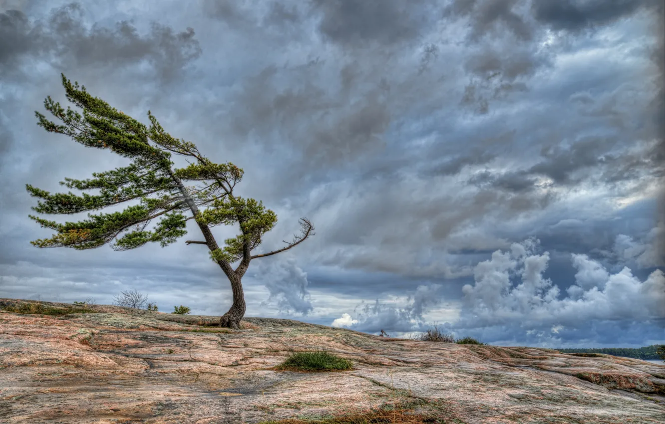 Photo wallpaper the sky, clouds, rock, tree, the wind